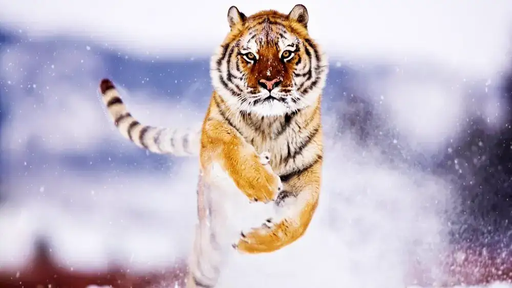Tigres – Fondo de Pantalla Animado para PC, Android & iPhone
