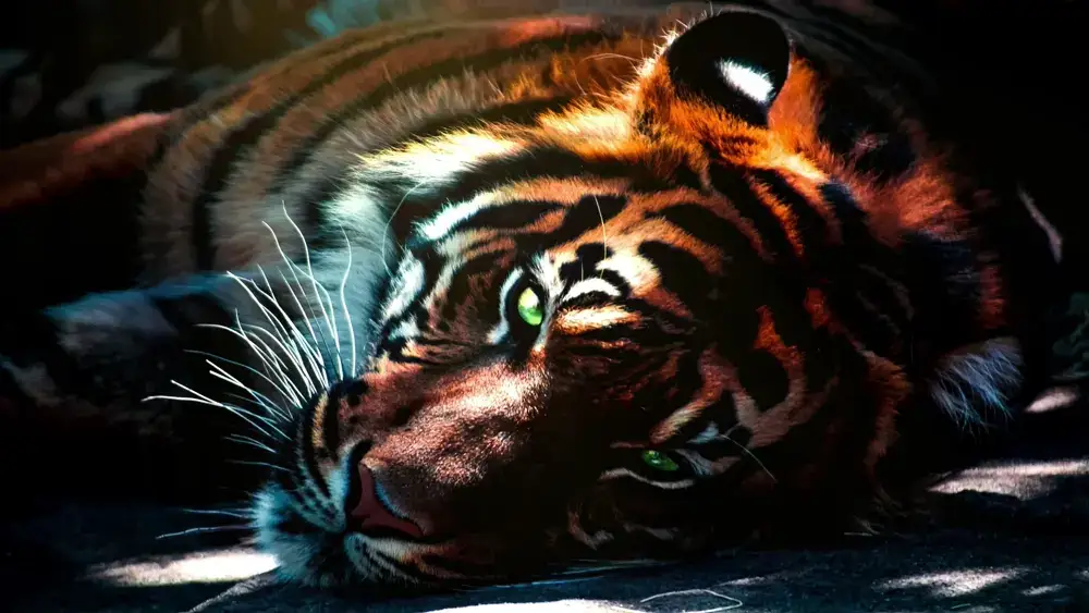 Tigres – Fondo en Movimiento para PC, Android & iPhone