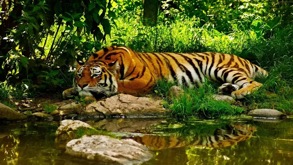 Tigres – Fondo de Pantalla Animado